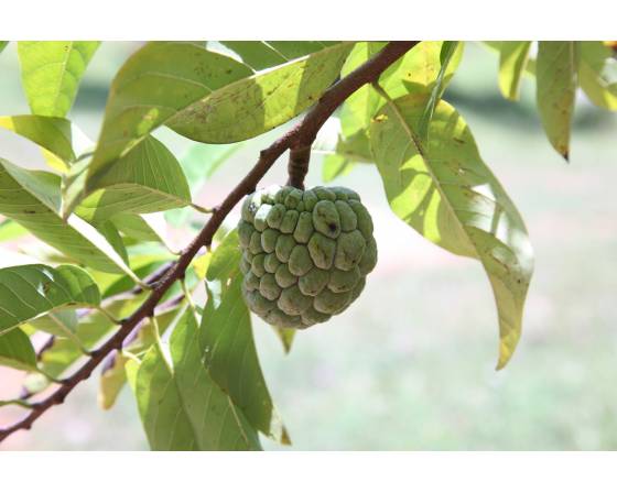 Thailand Custard Apple