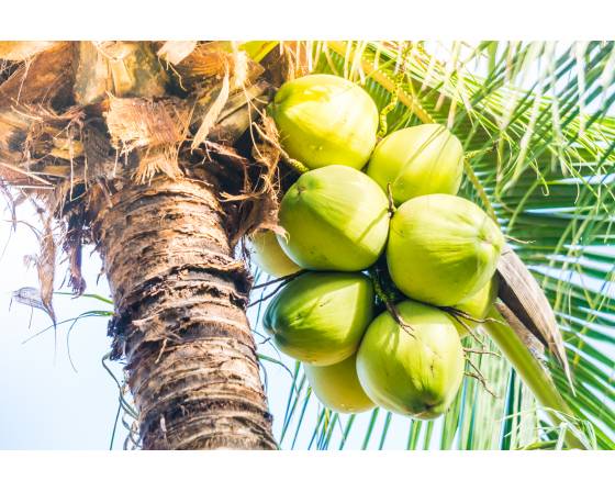 Malaysia Coconut