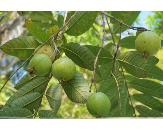Thailand Guava
