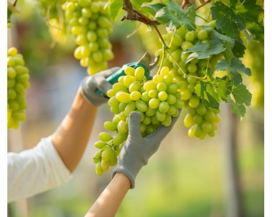 Australia Green Seedless Grapes
