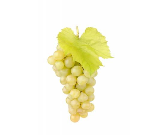 USA Ivory Grapes