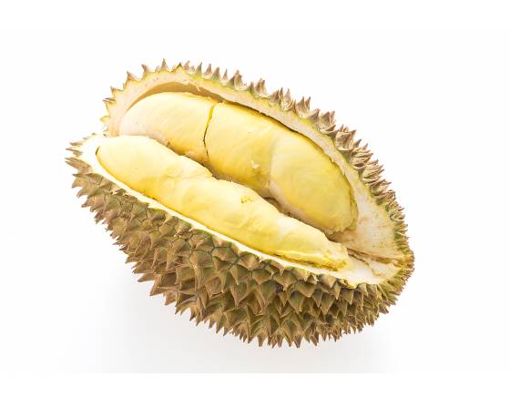 Malaysia Durian Artocarpus integer