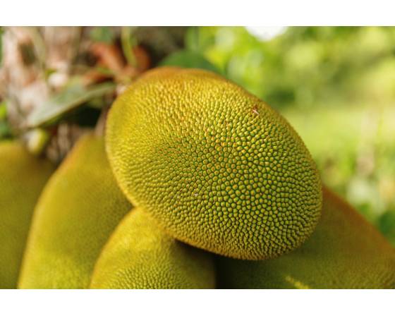 Malaysia Jackfruit