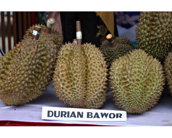 Pahang Mao Shan Wang Durian