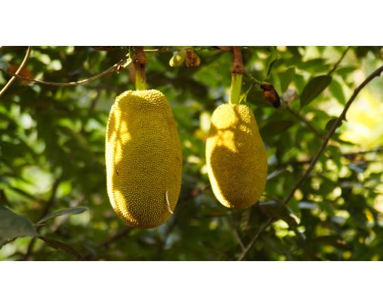 Thailand Honey Jackfruit
