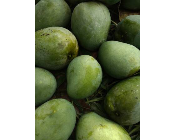 Vietnam R2E2 Mango