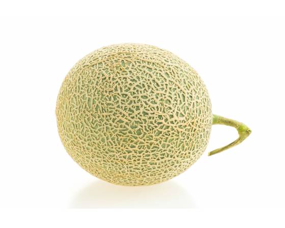 Spain Rock Melon