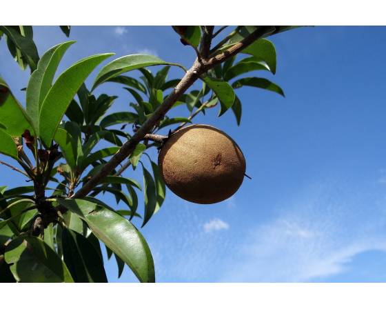 Vietnam Sapodilla