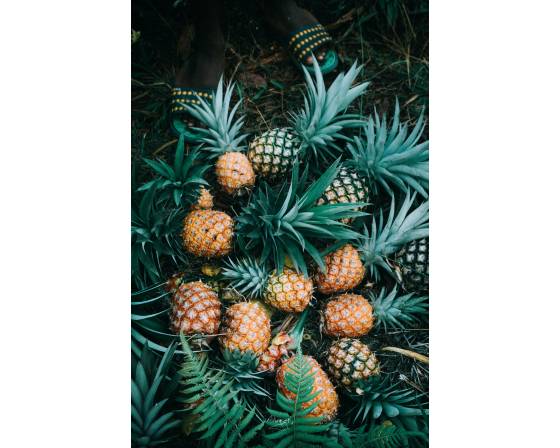 Thailand Golden Triangle Pineapple