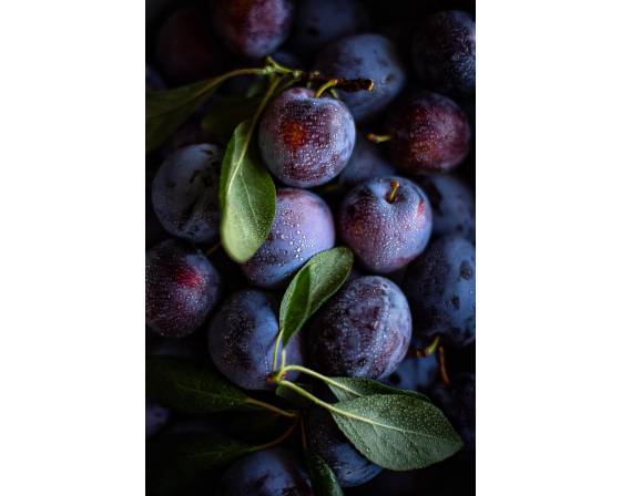 Australia Black Plum