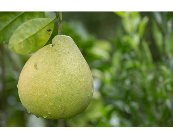 Malaysia Red Pomelo