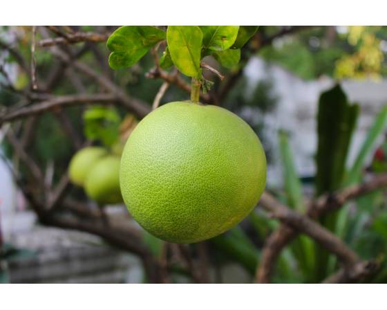 Malaysia White Pomelo