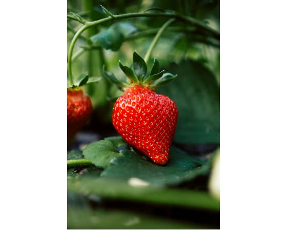 Turkiye Strawberry