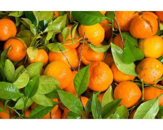 China Sugar Tangerines